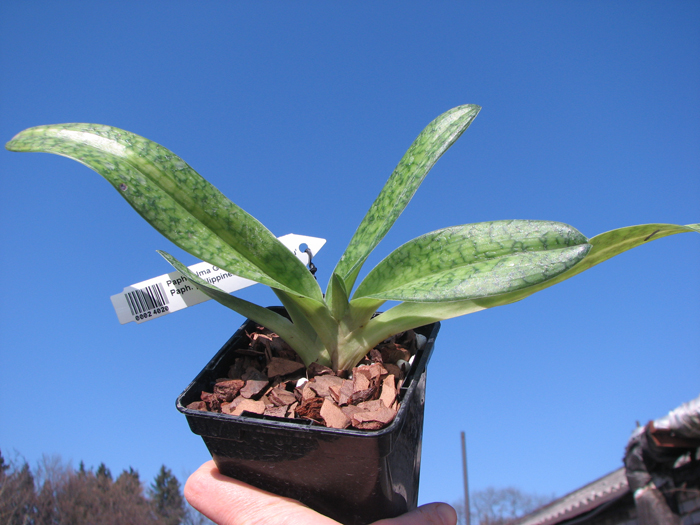 Paphiopedilum Alma Geveart 'Hager's' x Paphiopedilum philippinense var alba 'Kou'.jpg