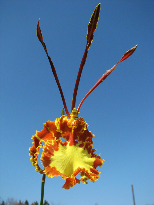 Psychopsis Kalihii 'Big'.jpg