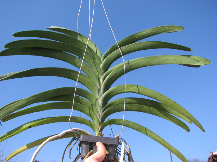 Vanda Tarab Waxy x Vanda Patcharee's Delight.jpg