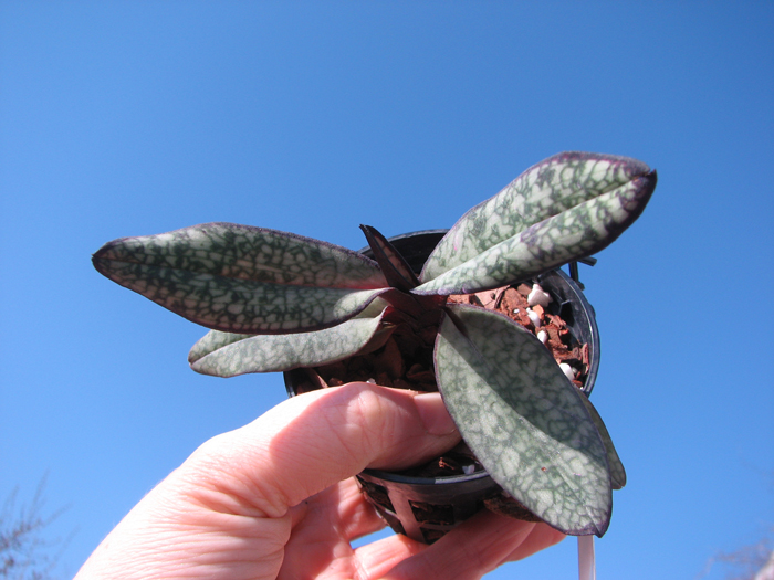 Paphiopedilum delenatii fma vinicolor.jpg