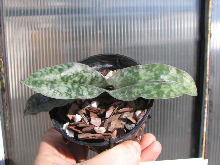 Paphiopedilum vietnamense.jpg