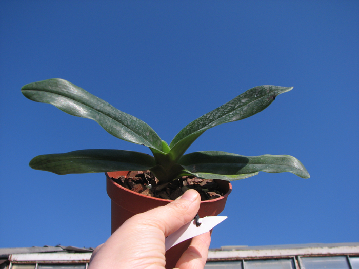 Paphiopedilum hangianum.jpg