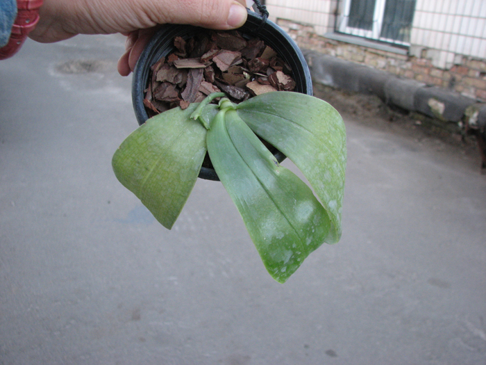 Phalaenopsis bellina.jpg