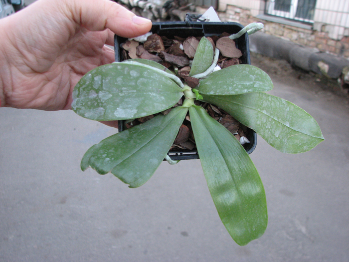 Phalaenopsis bellina 'Mountain type'.jpg