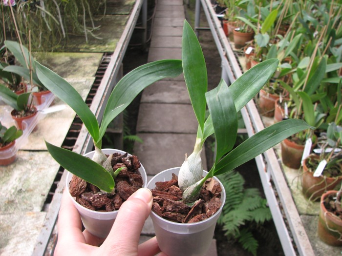 Encyclia mariae x citrina.JPG