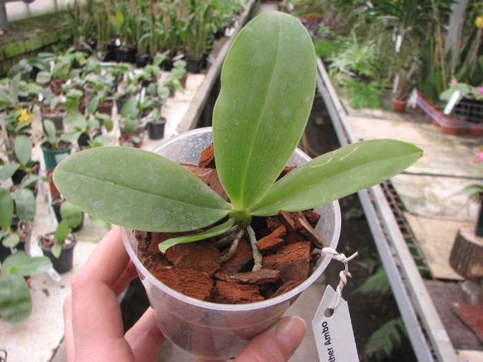 Phalaenopsis gigantea x Brother Ambo Passion.JPG