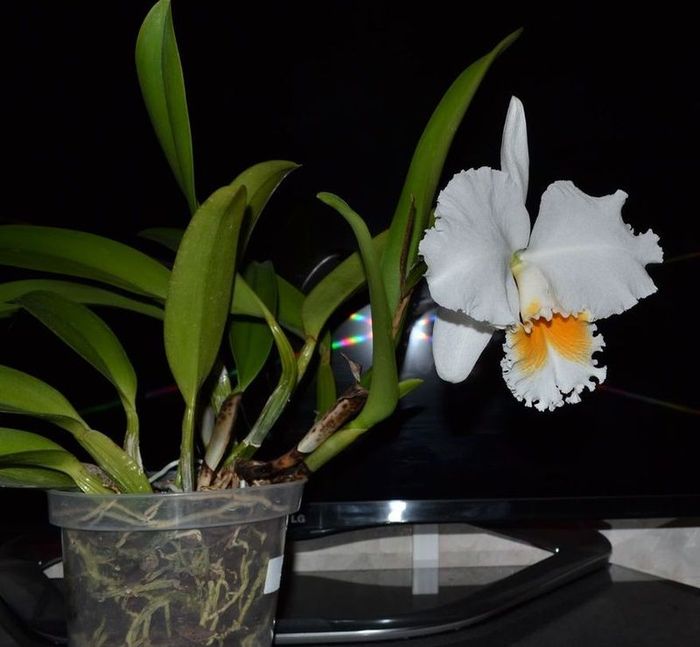 BLC. Eagle Eye &quot;All Victory&quot;