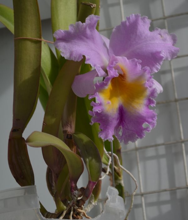 BLC Pamela Finney