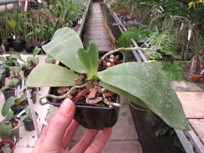 Phalaenopsis violacea 'Red'.JPG