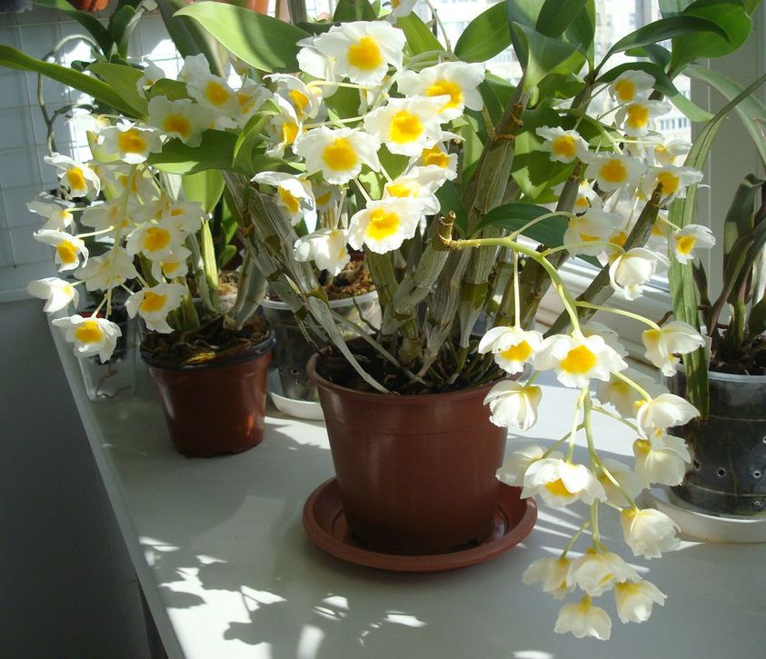 Дендробиум Фармера