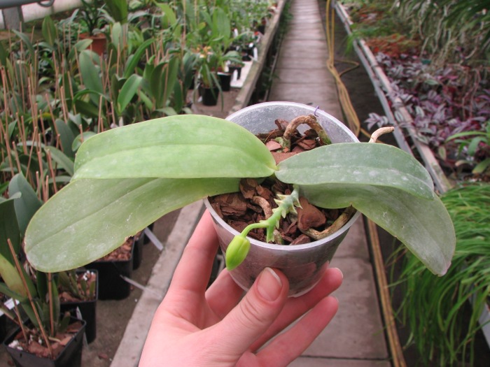 Phalaenopsis violacea alba.JPG