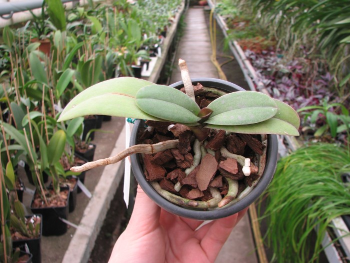 Doritaenopsis Lius Sakura.JPG