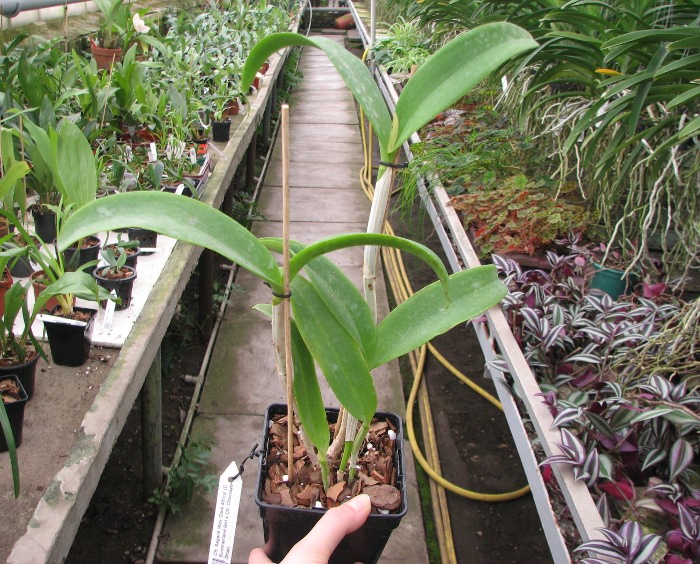Cattlianthe Sagarik Wax 'Dark Africa' (Cattleya Summerland Girl x Cattlianthe Chocolate Drop).JPG