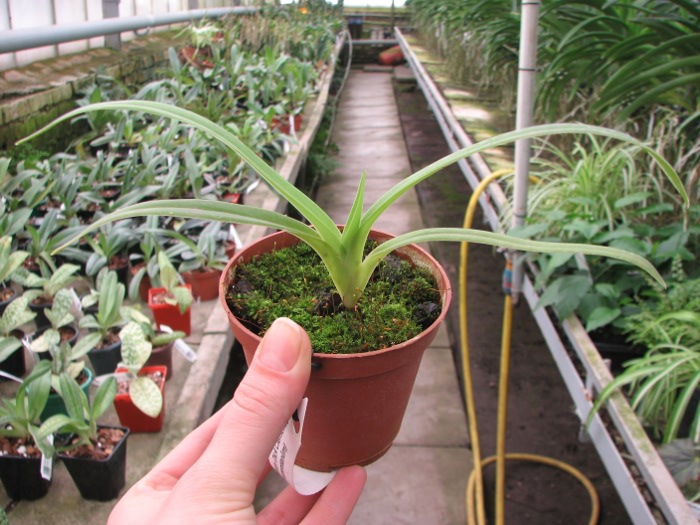 Phragmipedium Memory Dick Clements (besseae x sargentianum).JPG