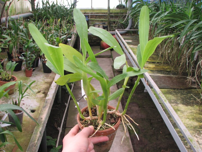 Aspasia silvana.JPG