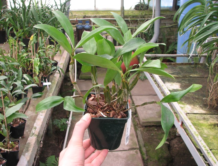 Dendrobium farmeri.JPG