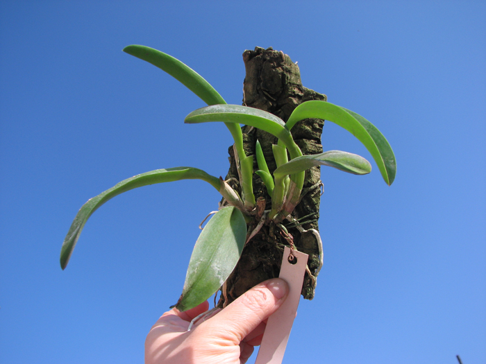 Laeliocattleya Hsinying Ezcell 'D'.jpg