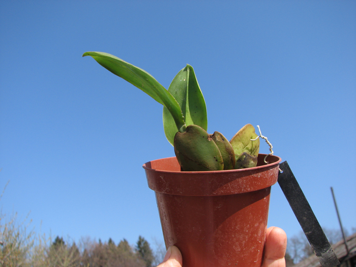 Trichopilia suavis.jpg