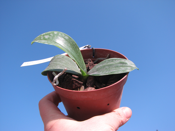 Phalaenopsis corningiana.jpg