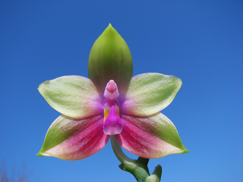 Phalaenopsis Jennifer Palermo x Phalaenopsis LD's Bear Queen.jpg