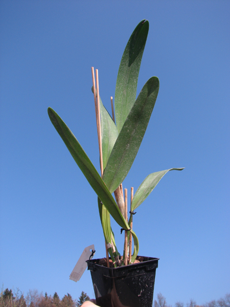 Laelia crispa.jpg