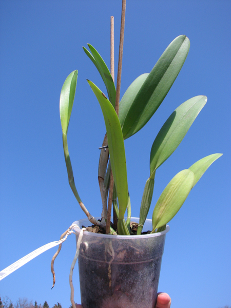 Cattleya lueddemanniana tipo 'Royal Flash' x Cattleya lueddemanniana tipo 'Drago'.jpg