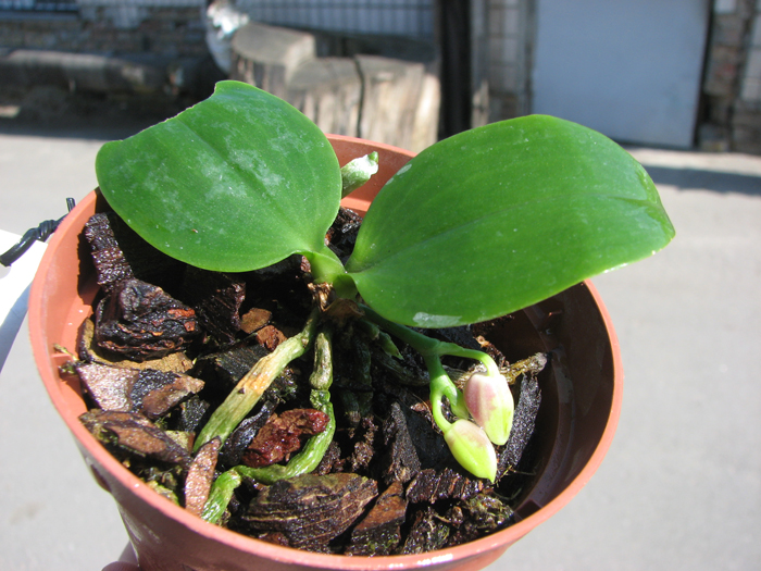 Phalaenopsis javanica.jpg