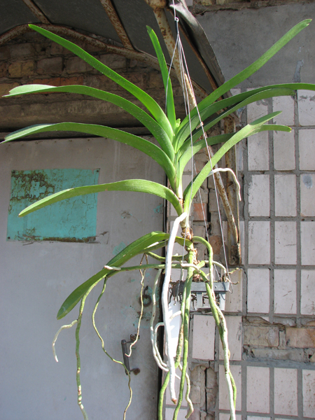 Ascocenda Tubtim Velvet x Vanda Charles Goodfellow.jpg