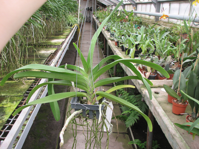 Rhynchovanda Sri Siam x Rhynchostylis gigantea, red.jpg