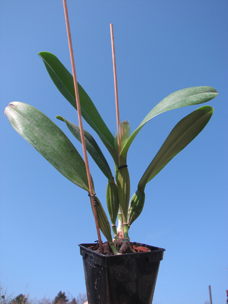 Cattleya schroederae albescens x Cattleya schroederae alba.jpg