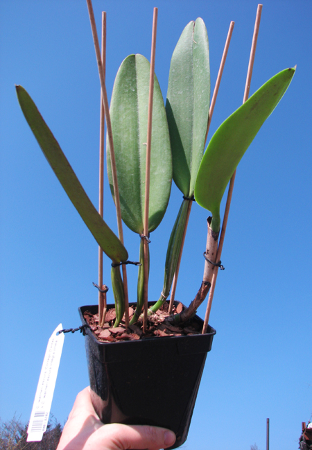 Cattleya warneri escura 'Corrego D'antas' x Cattleya warneri escura integra orlata.jpg