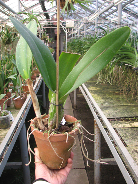 Laeliocattleya Shirayukihime 'M'.JPG