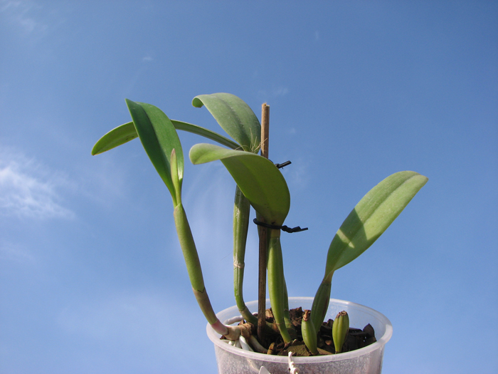 Cattleya lueddemanniana escura x Cattleya lueddemanniana 'Labelo Dourado'.jpg