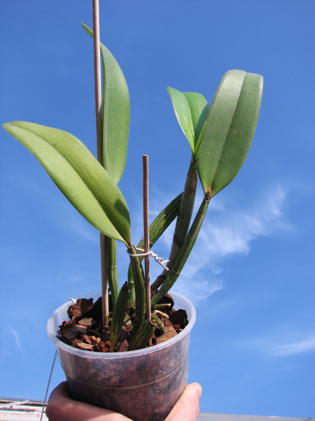 Cattleya lueddemanniana coerulea (Ssique x Murillo) x Cattleya lueddemanniana coerulea (Mariauxi x Amparo).jpg