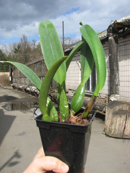 Cattleya percivaliana tipo XXX x Cattleya percivaliana 'Summit - Mutante'.jpg