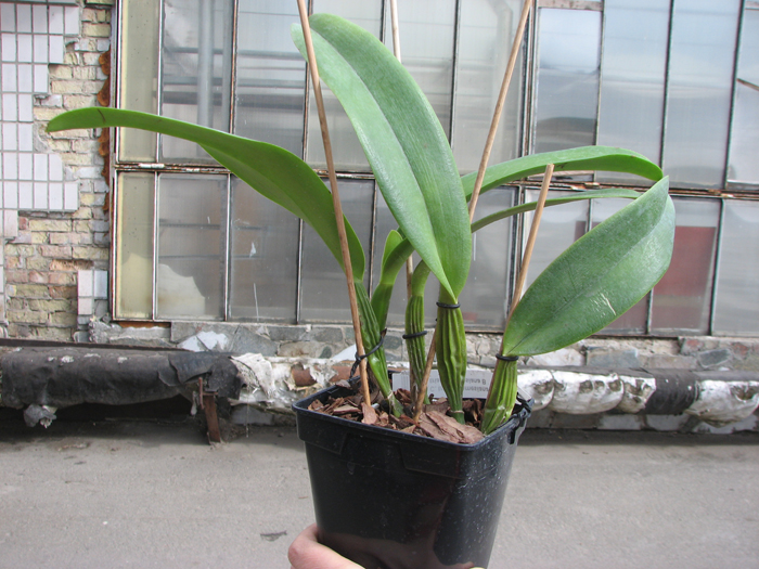 Cattleya trianae amesiana A x Cattleya trianae amesiana B.jpg