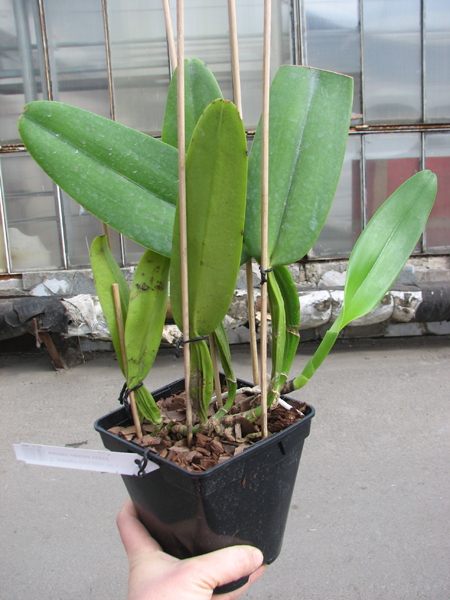 Cattleya warneri concolor 'HI' x Cattleya warneri venosa suave.jpg
