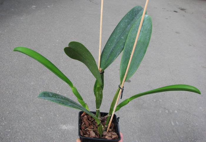 Cattleya schroederae albescens x Cattleya schroederae alba.jpg