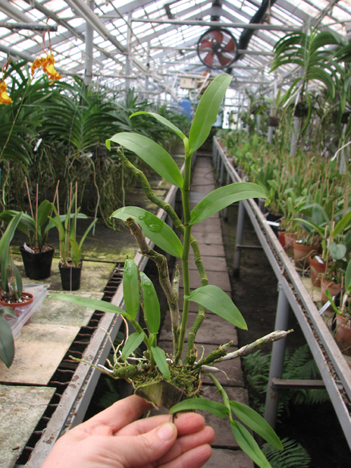 Dendrobium anosmum.jpg