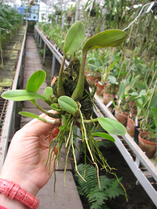 Laelia milleri.jpg