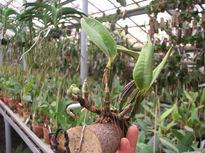 Cattleya walkeriana var princeps.jpg