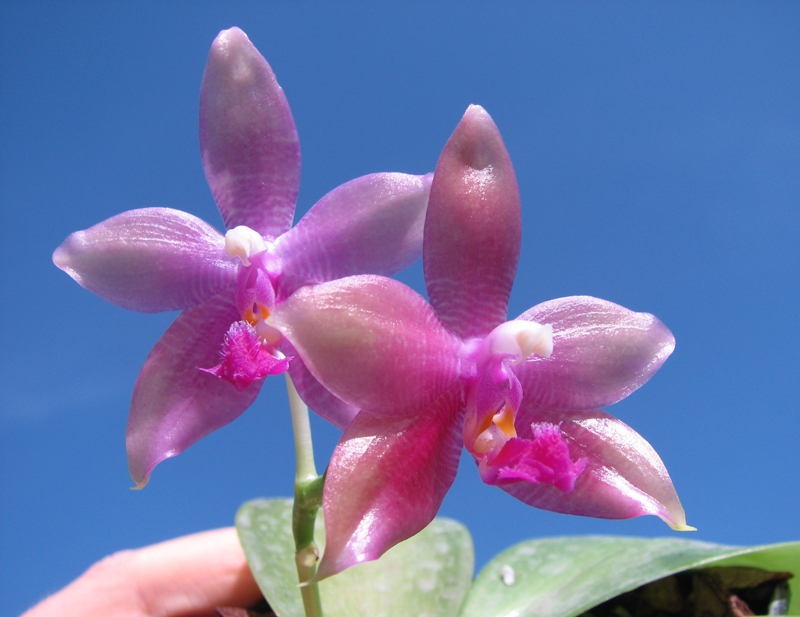 Phalaenopsis tetraspis 'C1' x Phalaenopsis KS Happy Eagle.jpg