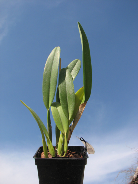 Cattleya mossiae alba 'Irene' x Cattleya mossiae alba 'Orosco'.jpg