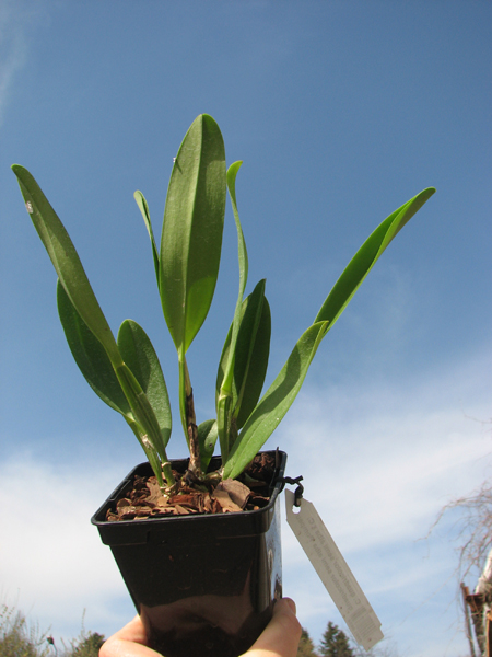 Cattleya quadricolor semi alba x Cattleya quadricolor semi alba 'Pompeu'.jpg