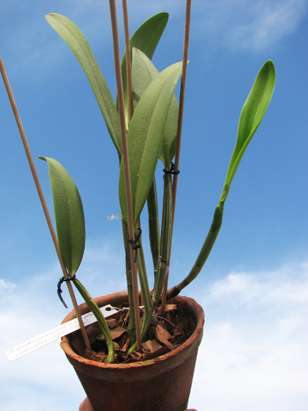 Cattleya lueddemanniana alba 'OMG' x Cattleya lueddemanniana coerulea 'Siquesique'.jpg