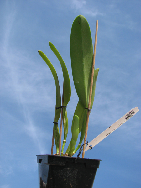 Cattleya dowiana x SELF.jpg