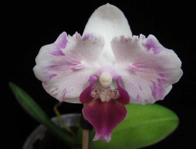 Phalaenopsis Mini Dog 'ORCHIS'-01