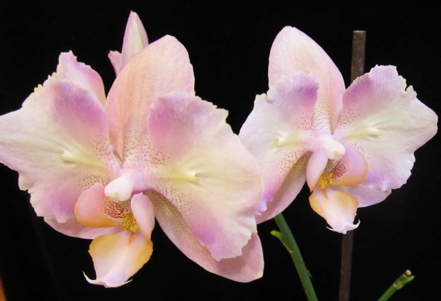 Phalaenopsis hibrid.