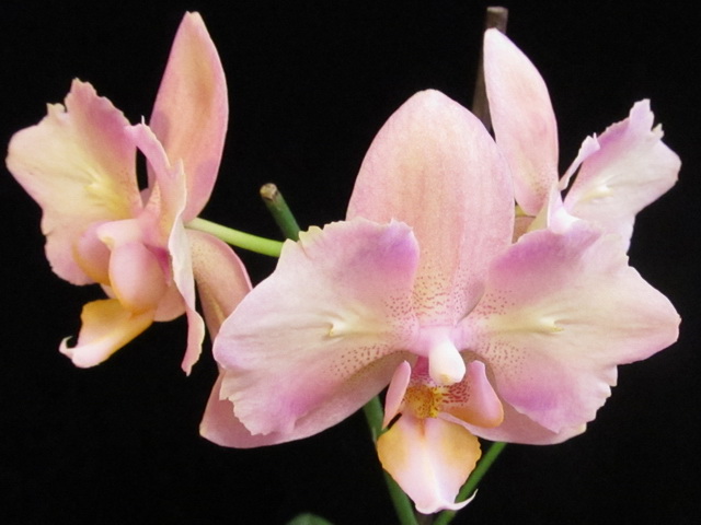Phalaenopsis hibrid.