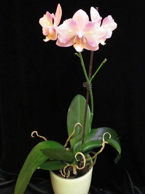 Phalaenopsis hibrid.